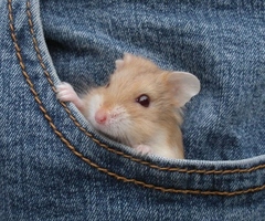 mouse-in-pocket.jpg